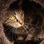 Outdoor / Barn Homes Needed - Mable needs a home! Carousel 1