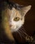 Outdoor / Barn Homes Needed - Fern needs a home! Carousel 1