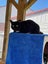 Outdoor / Barn Homes Needed - We need a home! Carousel 6