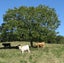 gallery view thumbnail