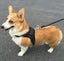 Harness Dog Harness Vest XS BK Carousel 1