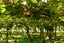 gallery view thumbnail