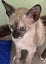 Tonkinese kittens Carousel 5