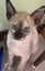Tonkinese kittens Carousel 6