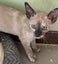 Tonkinese kittens Carousel 7