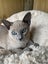 Tonkinese kittens Carousel 8