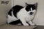 Cats Protection Canterbury - Kittens and Teens Carousel 4