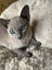Tonkinese kittens Carousel 3