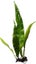 Java Fern Carousel 1