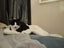 Houddana - black & white girl available for adoption. Carousel 4