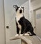 Houddana - black & white girl available for adoption. Carousel 5