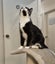 Houddana - black & white girl available for adoption. Carousel 6