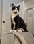 Houddana - black & white girl available for adoption. Carousel 7