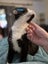 Houddana - black & white girl available for adoption. Carousel 9
