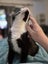 Houddana - black & white girl available for adoption. Carousel 10