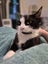 Houddana - black & white girl available for adoption. Carousel 12