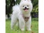 Dog Harness Reflective Puppy Kitten Collars Breathable Mesh Vest Adjustable Carousel 7