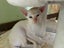 Tonkinese kittens Carousel 4