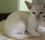 Tonkinese kittens Carousel 9