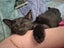 Ebenezer - special home needed - indoor only (with catio) Carousel 5