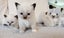 Lovely Ragdoll Kittens Carousel 6