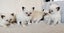 Lovely Ragdoll Kittens Carousel 4