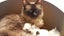 Lovely Ragdoll Kittens Carousel 7