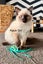 Purebred Ragdoll Kittens Carousel 1
