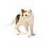 Schleich American Short hair Cat Carousel 3