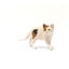 Schleich American Short hair Cat Carousel 5