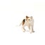 Schleich American Short hair Cat Carousel 6