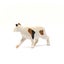 Schleich American Short hair Cat Carousel 11