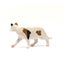 Schleich American Short hair Cat Carousel 12