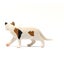 Schleich American Short hair Cat Carousel 14