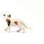 Schleich American Short hair Cat Carousel 16