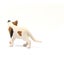Schleich American Short hair Cat Carousel 17