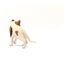 Schleich American Short hair Cat Carousel 18