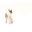 Schleich American Short hair Cat Carousel 19