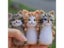 Kit Unfinish Fashion Siamese Hawksbail Tabby Civet Cat Kitty Wool Doll Women Carousel 4