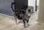 Cats Protection Canterbury - Zozo Carousel 2