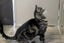 Cats Protection Canterbury - Zozo Carousel 3