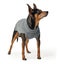 Dog Jumper By Hunter Malm Carousel 6