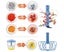 Household Hand-painted Meat Grinder Multifunctional Garlic Puree Hand Veget Carousel 4