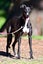 Sharri- Stunning Cat Trainable Greyhound Girl Carousel 3