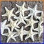 10Pcs Dried Starfish Beach Craft Wedding Party Home Decor Hanging Ornaments Carousel 1