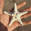10Pcs Dried Starfish Beach Craft Wedding Party Home Decor Hanging Ornaments Carousel 4