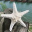 10Pcs Dried Starfish Beach Craft Wedding Party Home Decor Hanging Ornaments Carousel 5