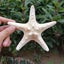 10Pcs Dried Starfish Beach Craft Wedding Party Home Decor Hanging Ornaments Carousel 7