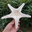 10Pcs Dried Starfish Beach Craft Wedding Party Home Decor Hanging Ornaments Carousel 11