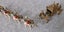 CORONATION COACH HORSES + EXTRA OPEN CARRIAGE HORSES + BOX by CRESCENT TOY CO. Carousel 5